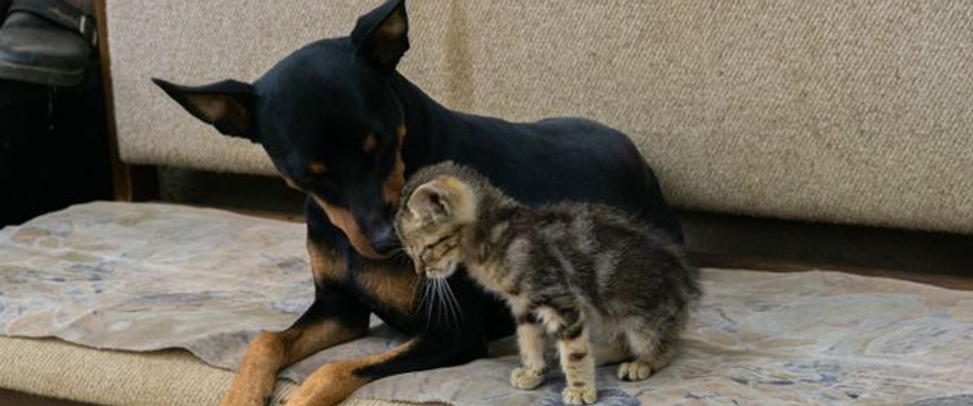 Pinscher e gato no sofá