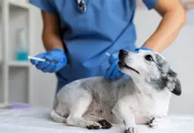Vacinação