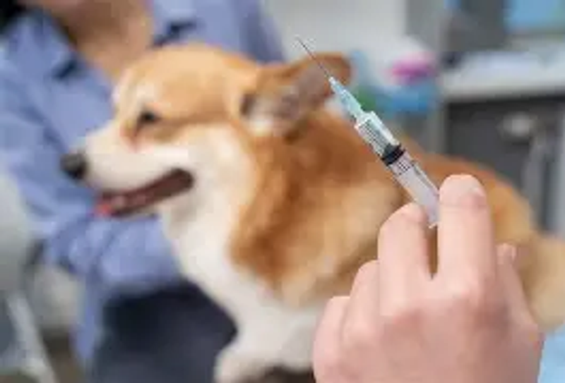 Vacinação - Imagem 2