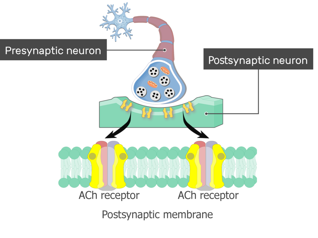 Transmembrane Receptor Structure