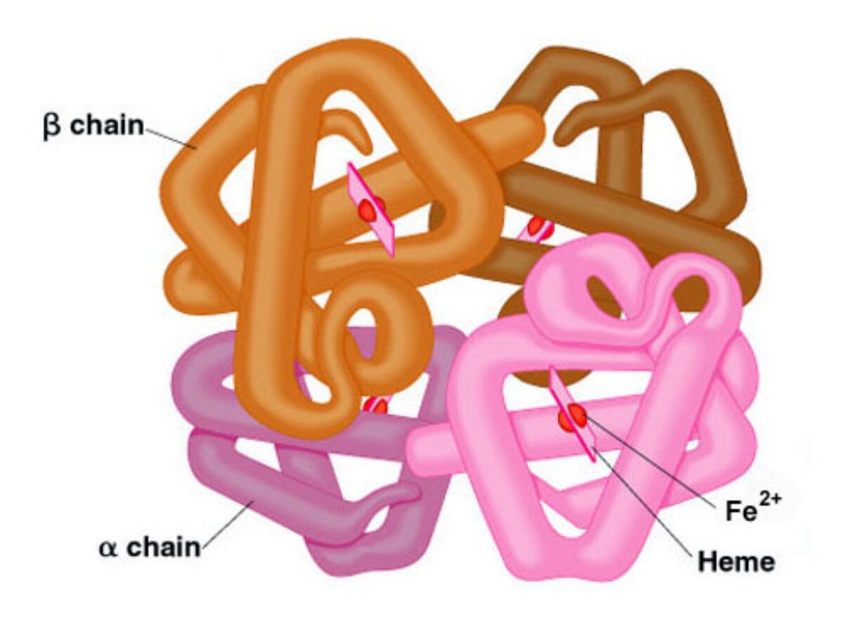 Protein folding levels