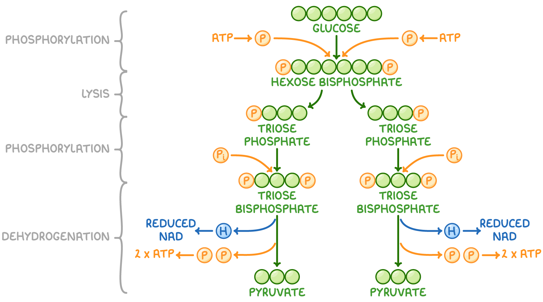 Glycolysis Overview