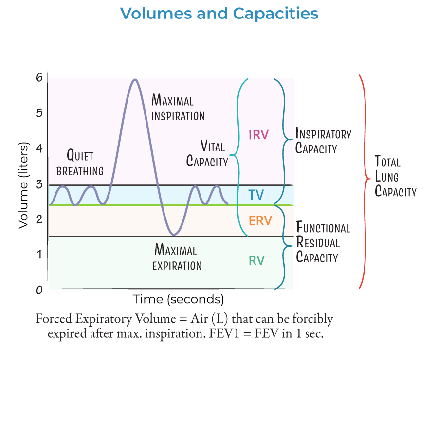 Lung Volumes