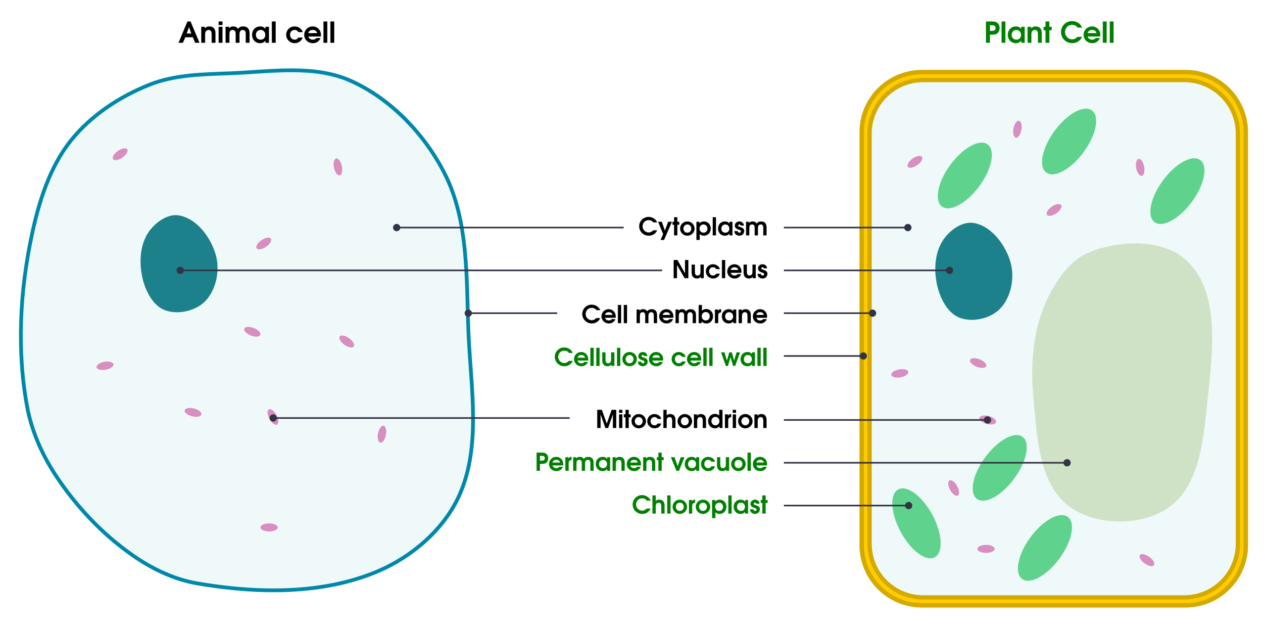 Eukaryotic Cell