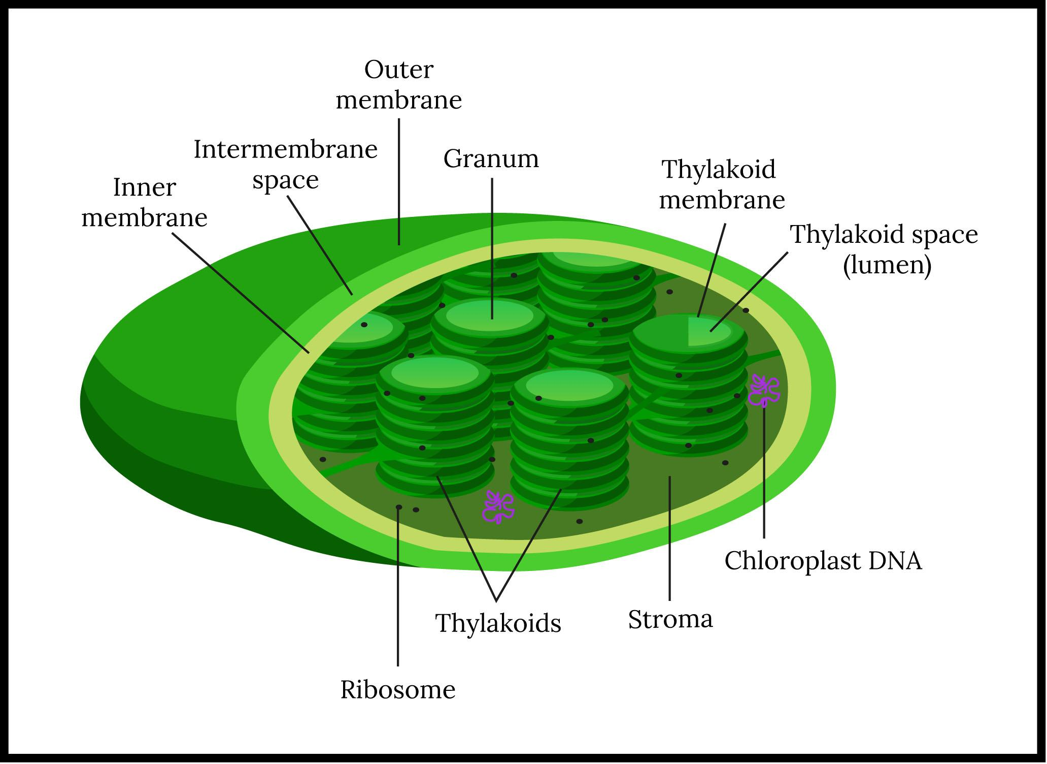Thylakoid structure
