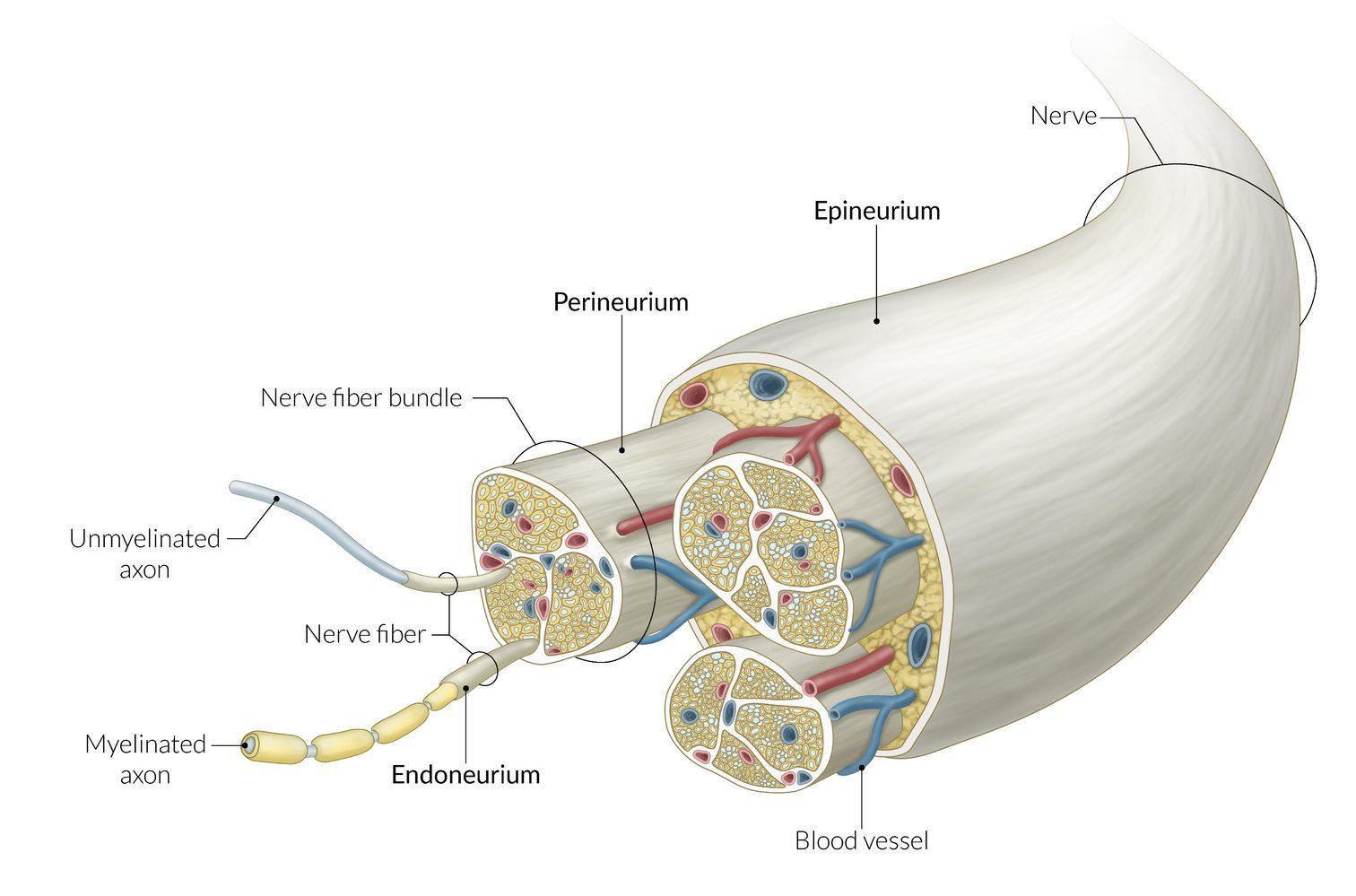 Nerve structure