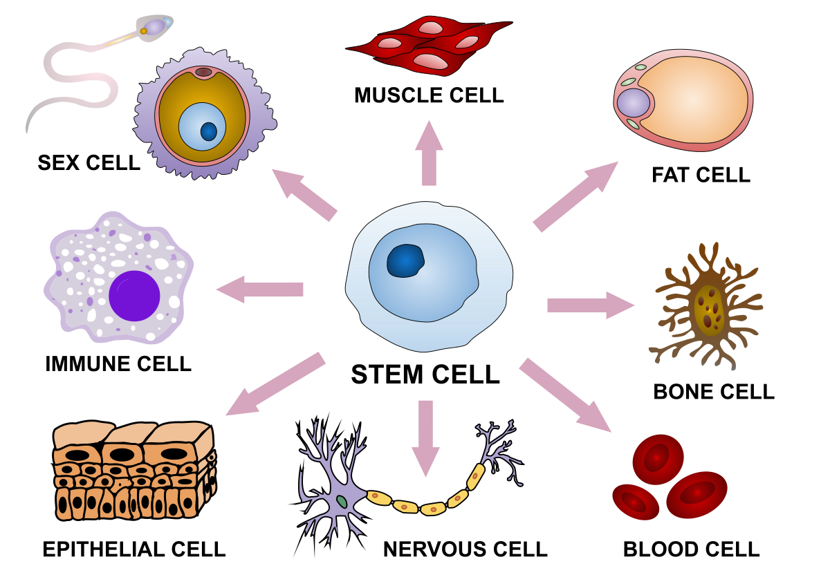 Stem Cells