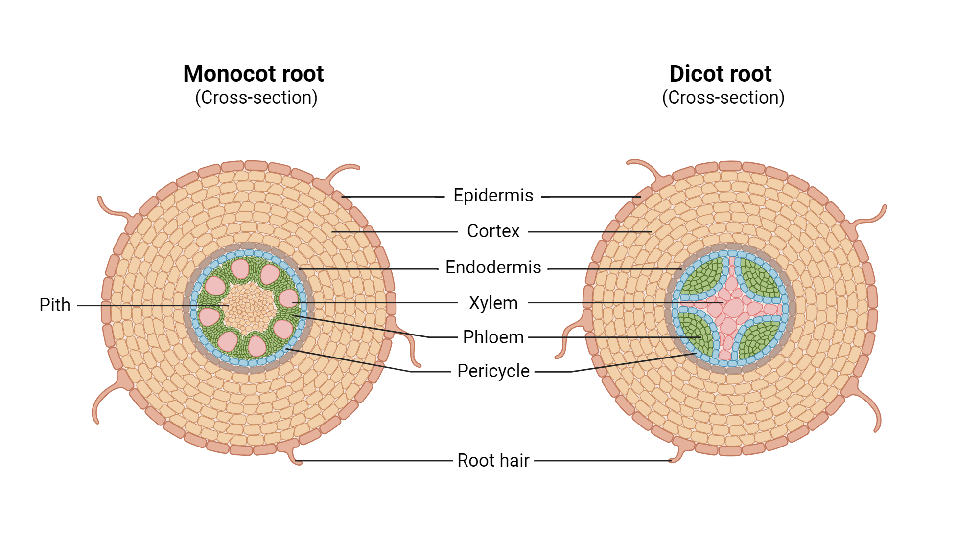 Dicot Root Cross Section