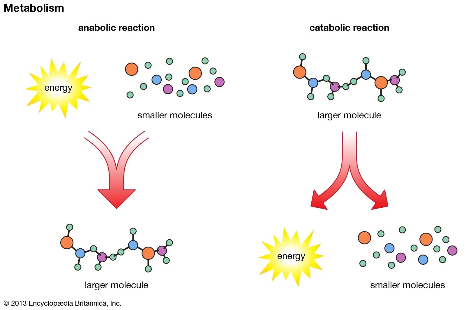 Metabolism Overview