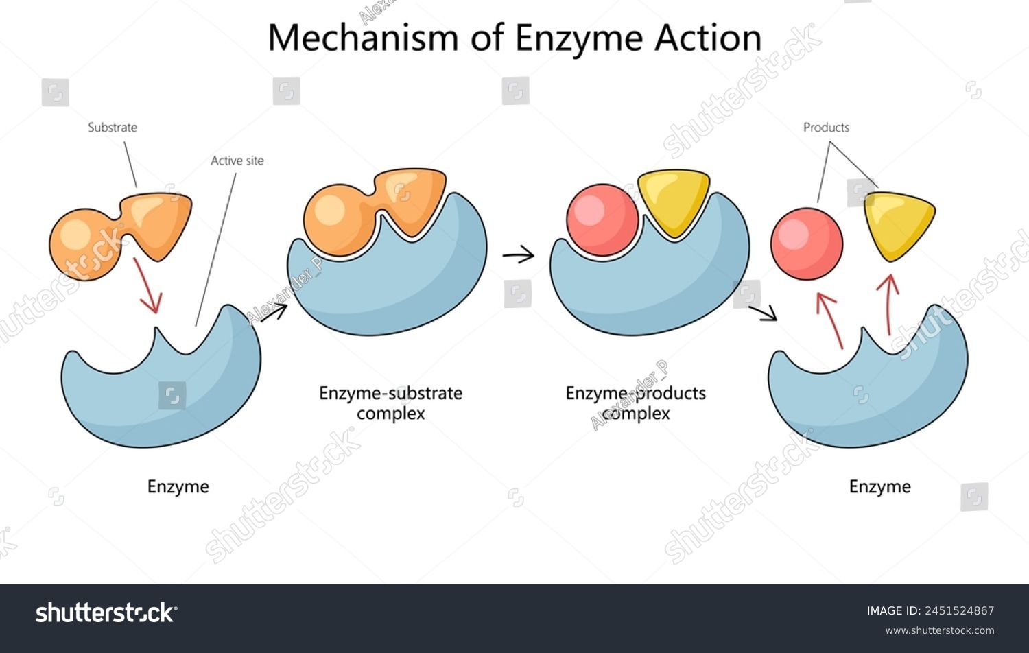 Enzyme structure