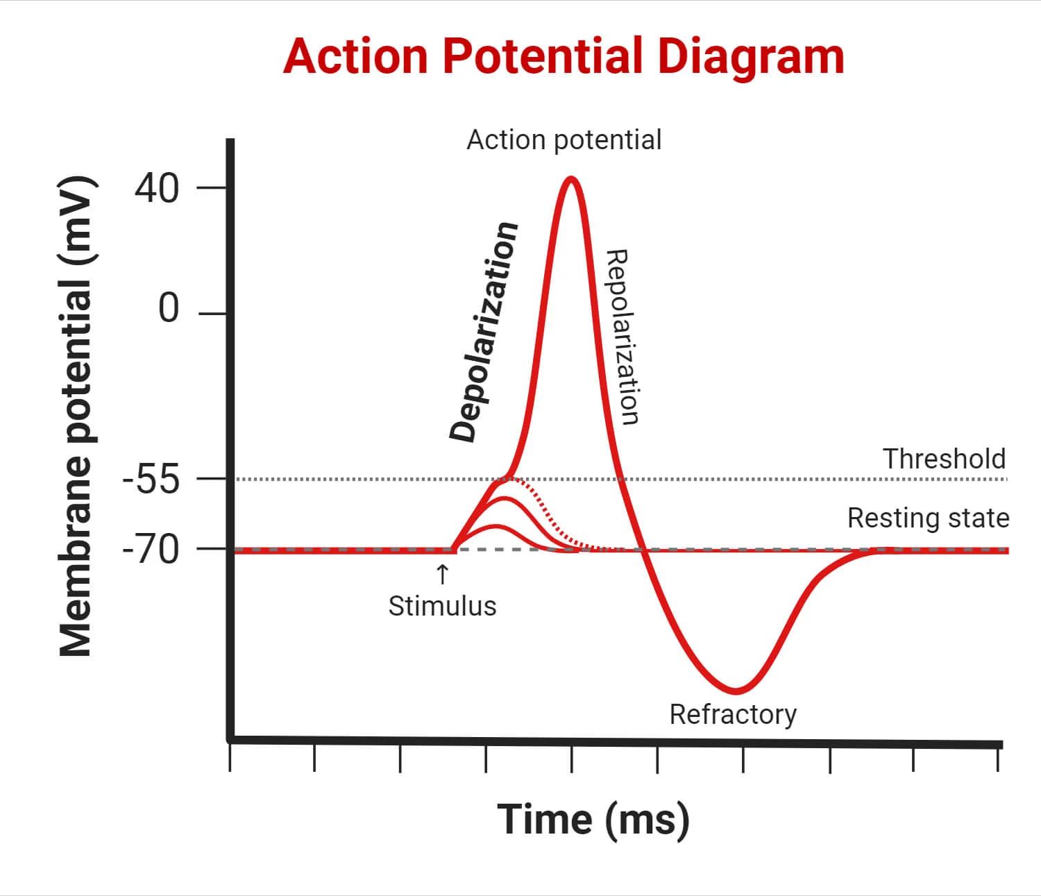 Neuron membrane potential
