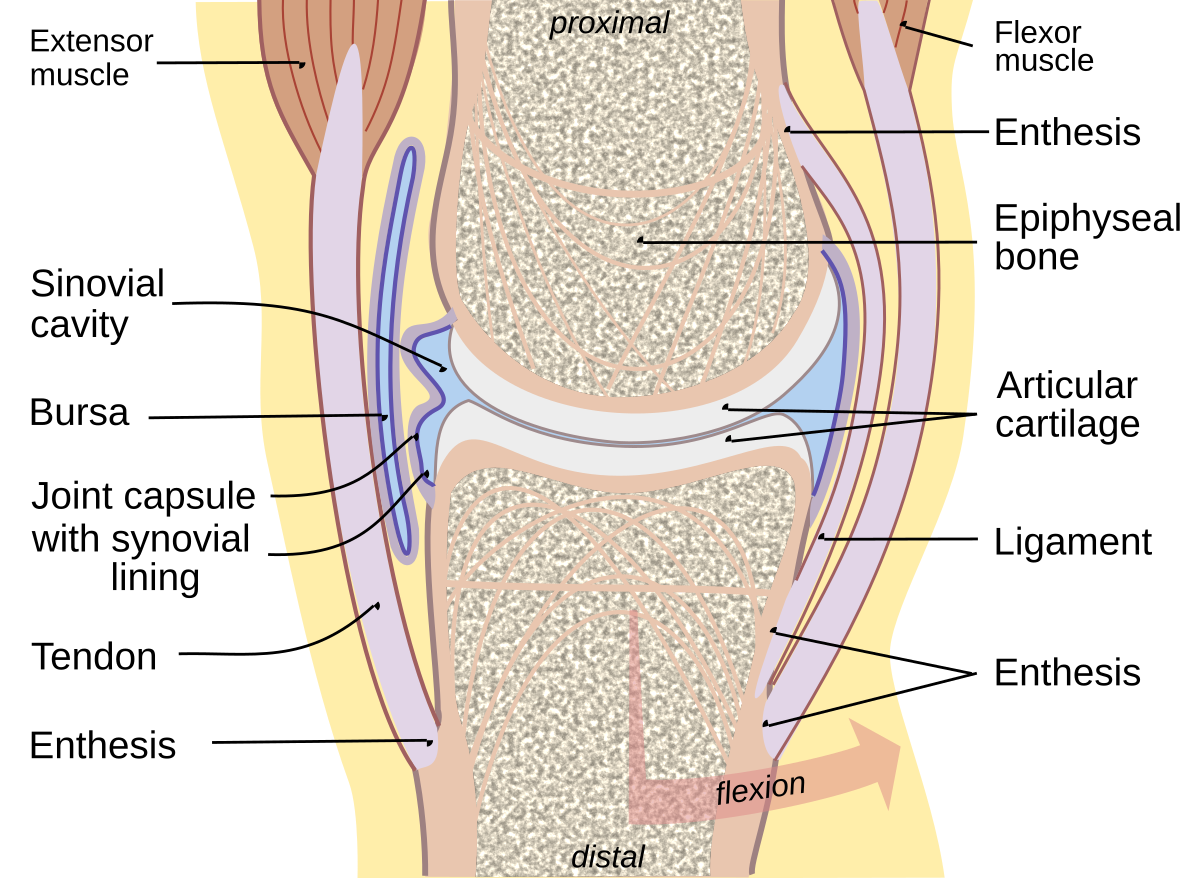 Synovial Joint Structure
