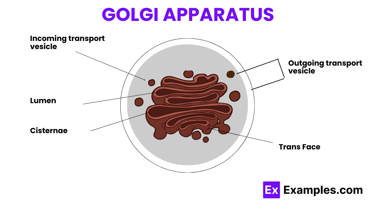Golgi Apparatus Structure