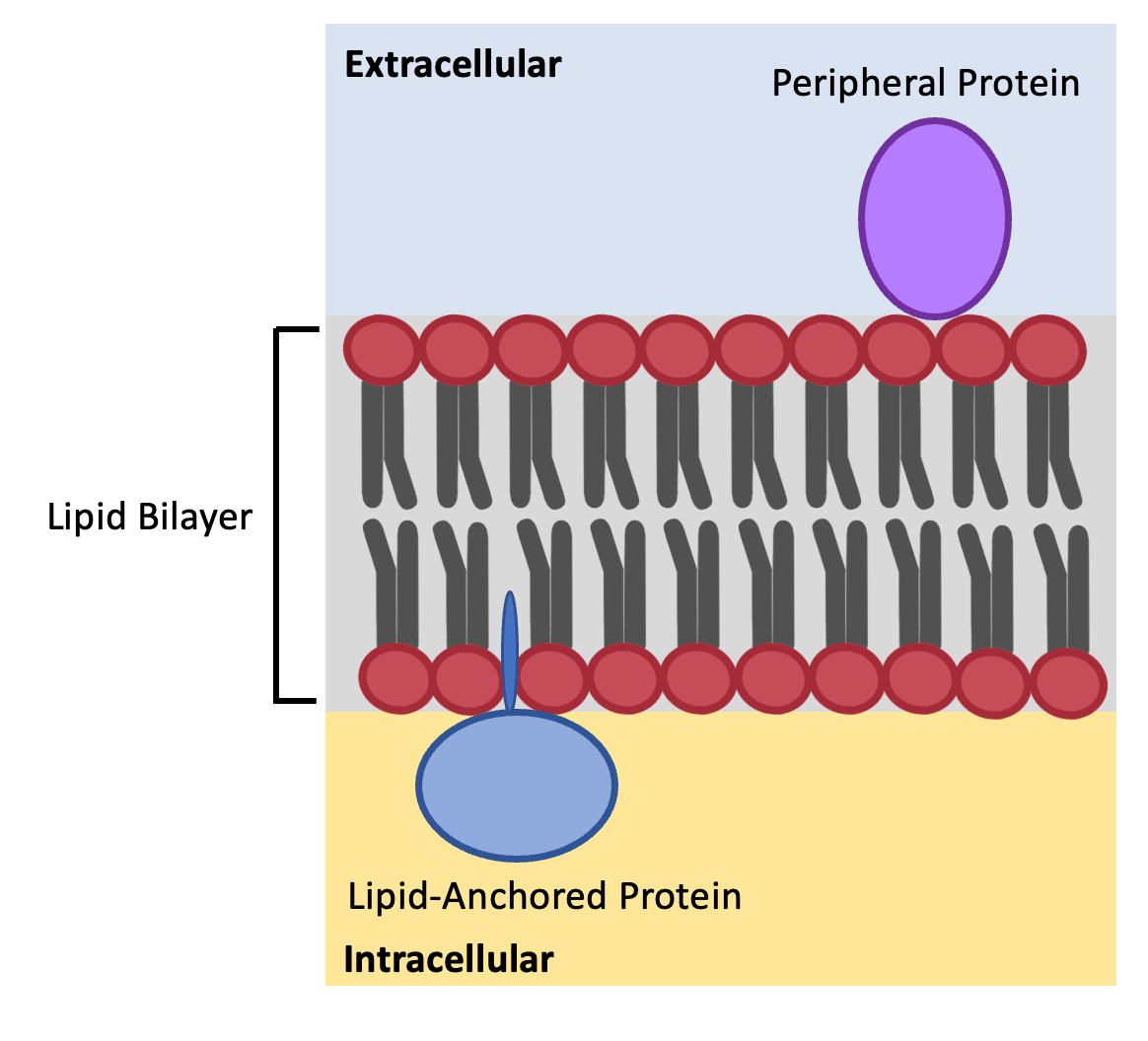 Phospholipid Bilayer Structure