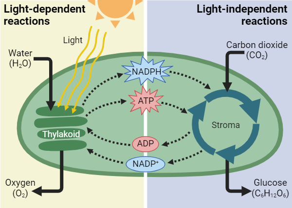 Photosynthesis overview