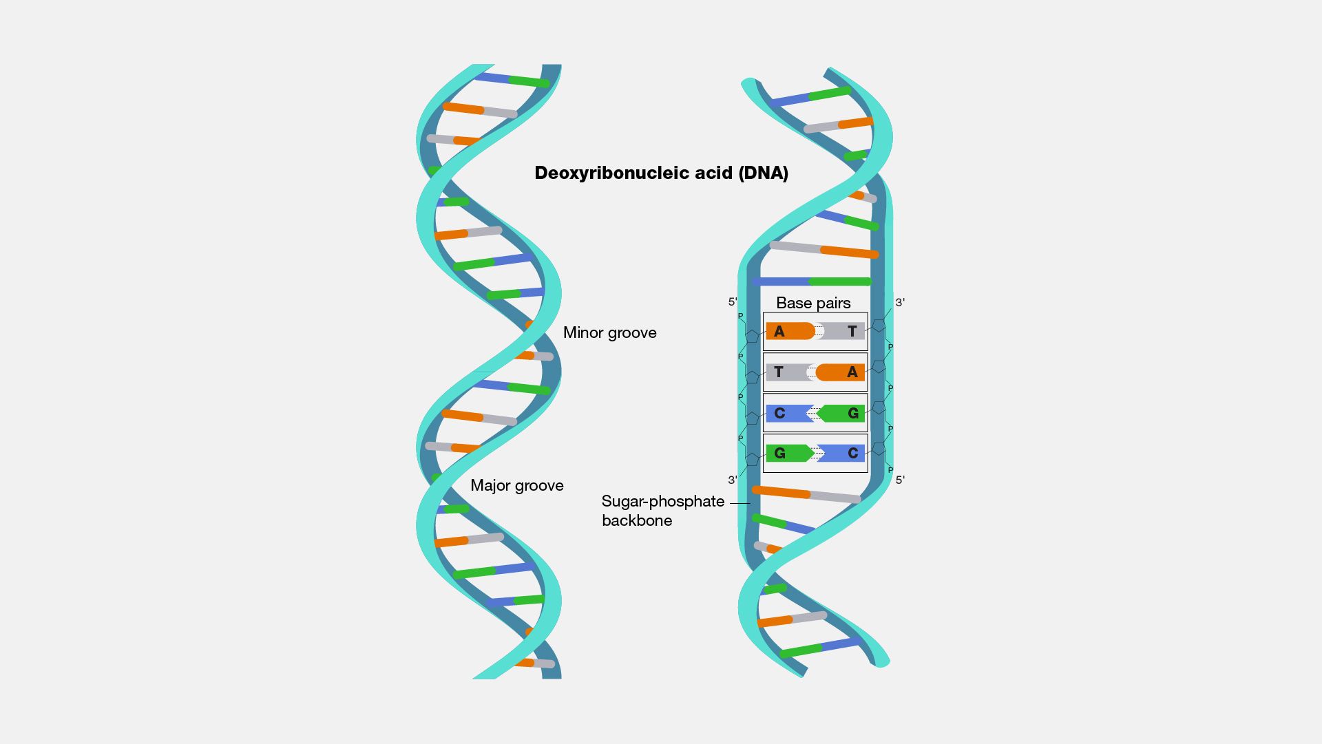 DNA vs RNA