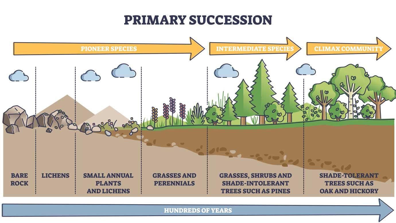 Primary and Secondary Succession