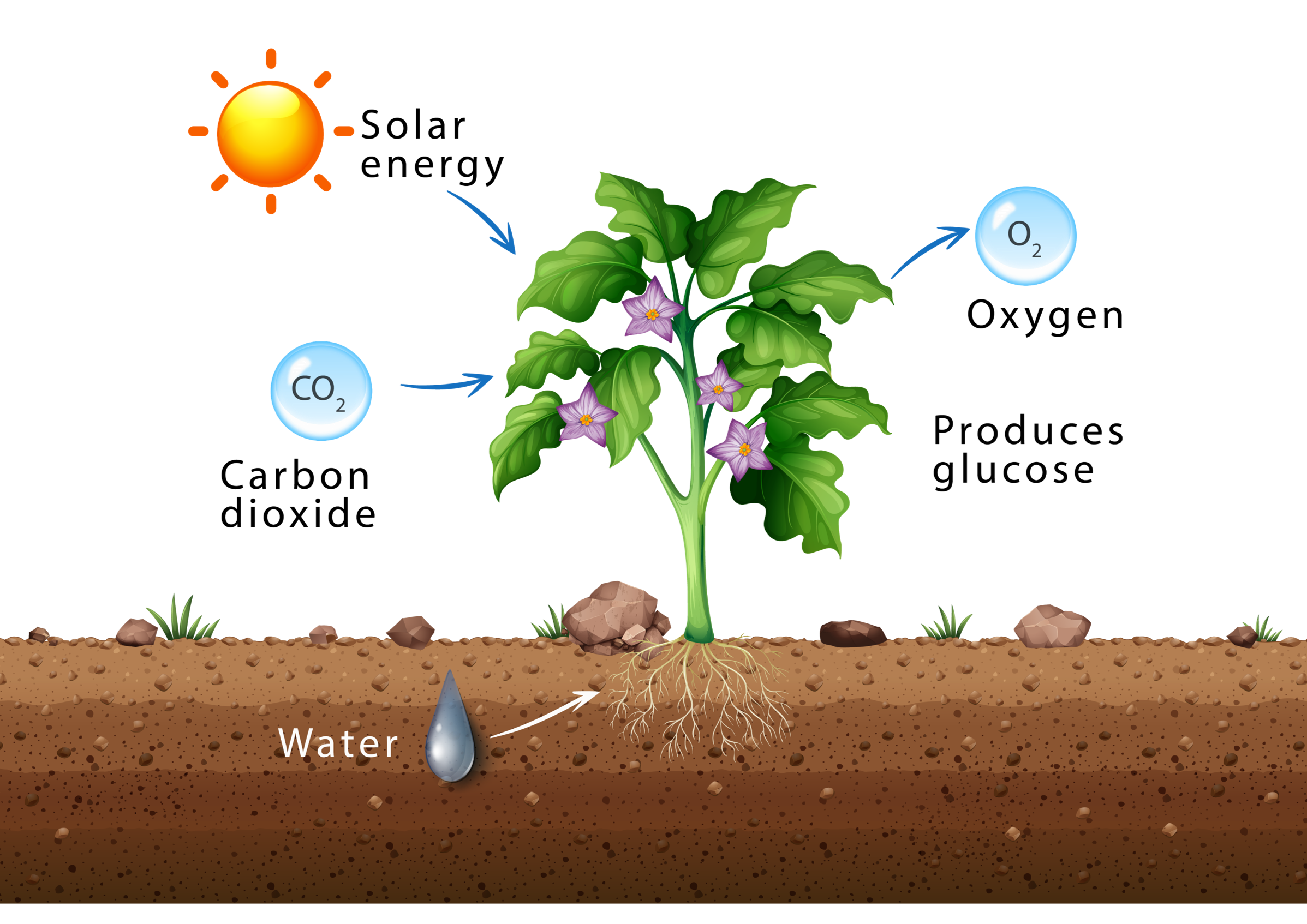Photosynthesis Overview