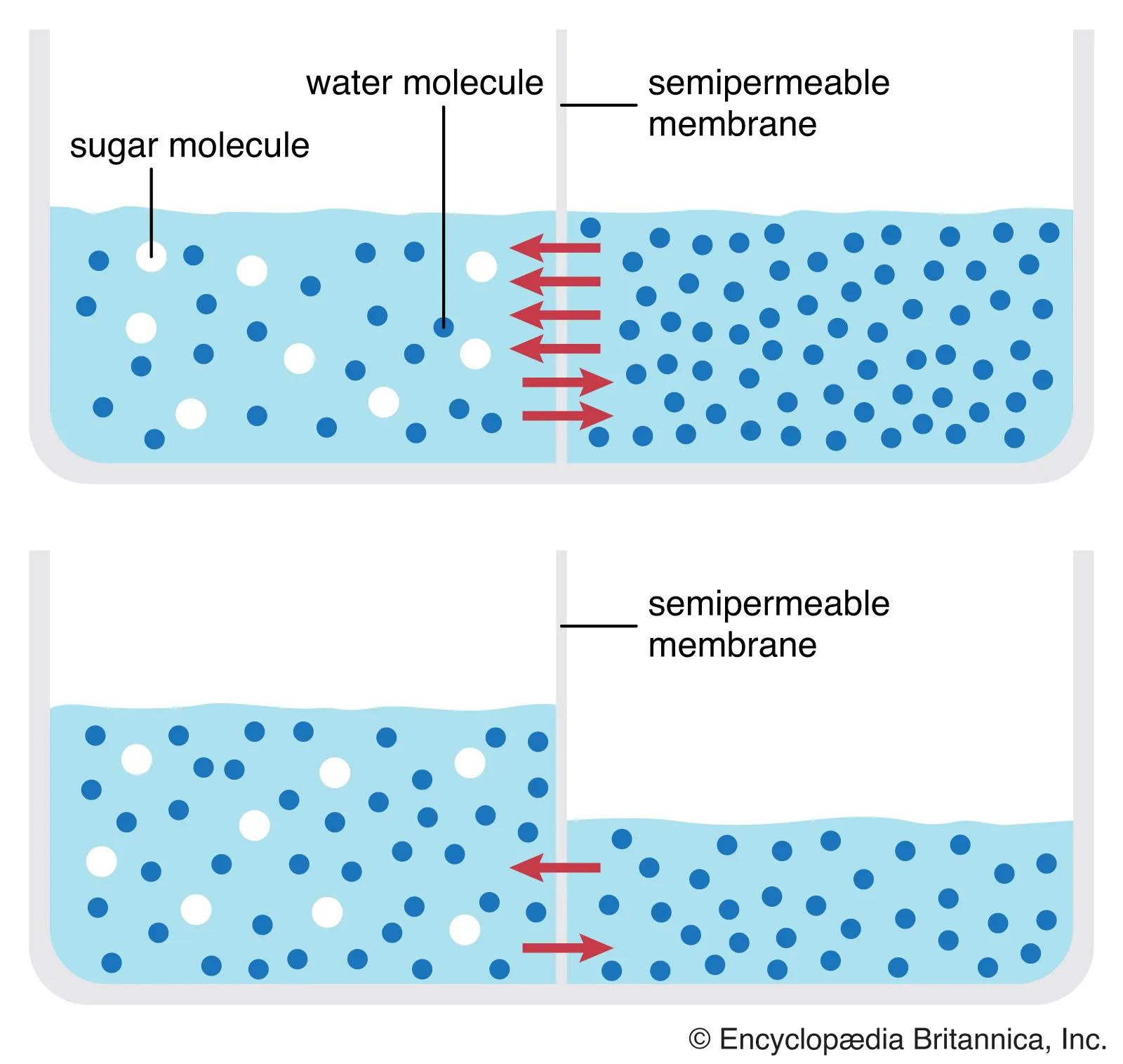 Osmosis Diagram