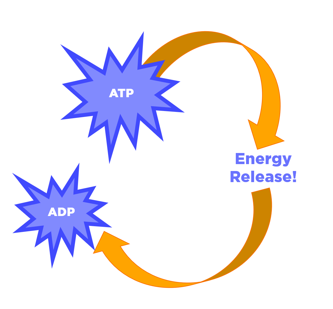 ATP and ADP structure