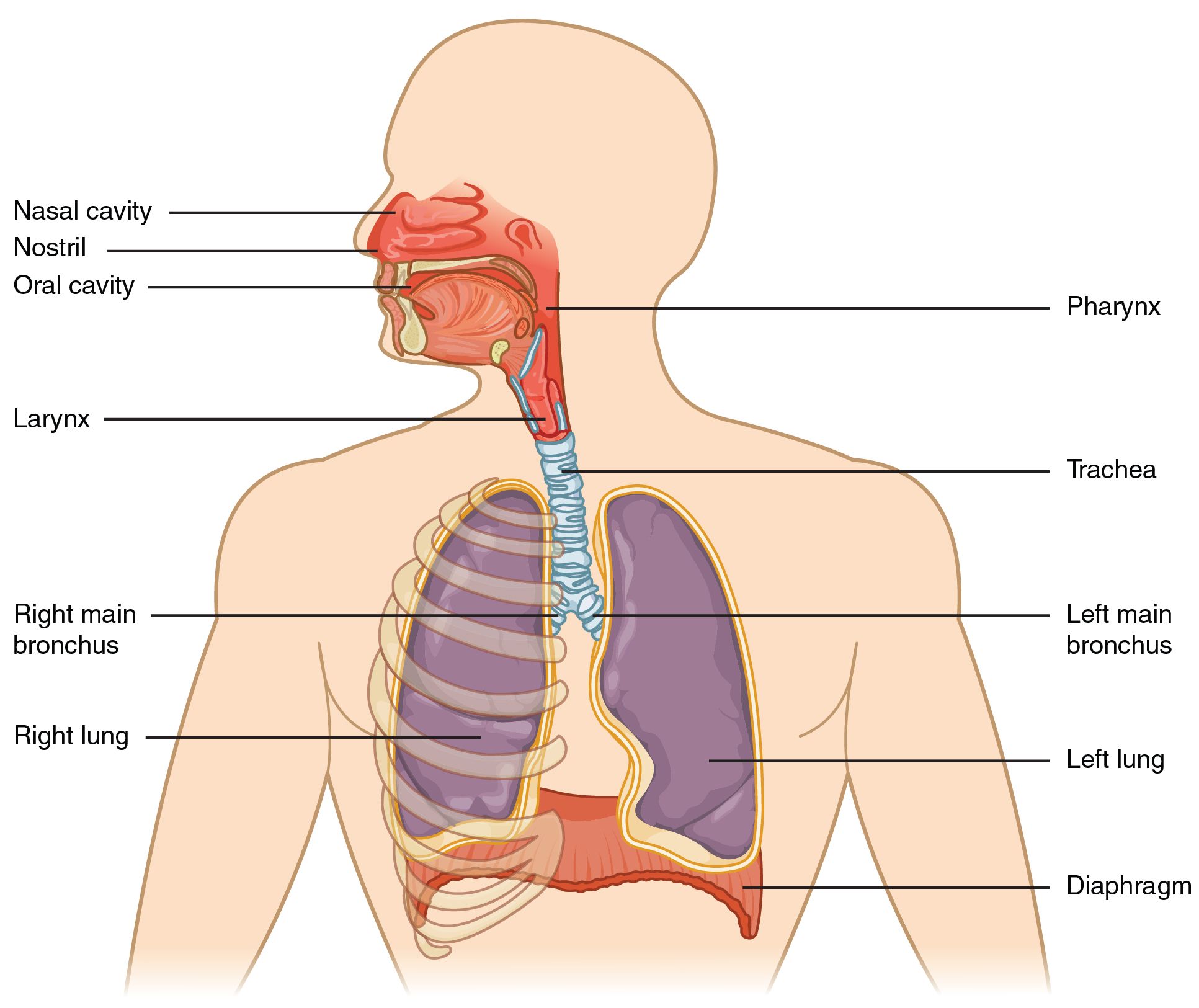 Mammalian Lung Structure