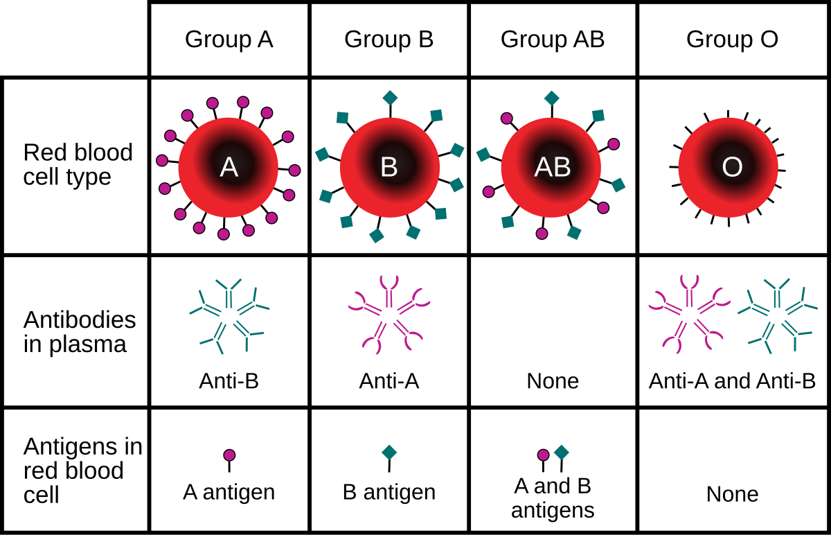 ABO Blood Types