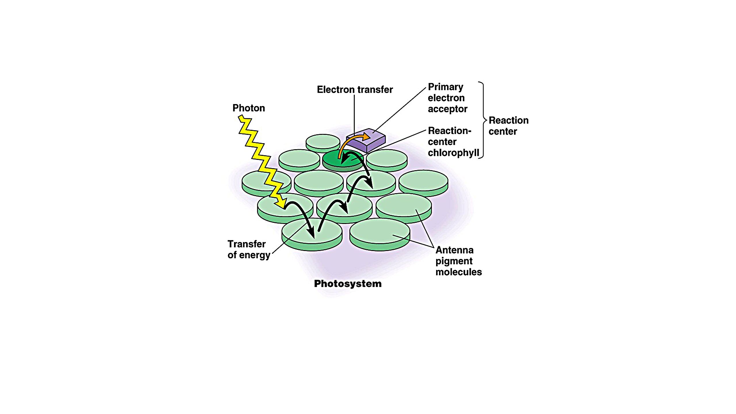 Photosystem structure