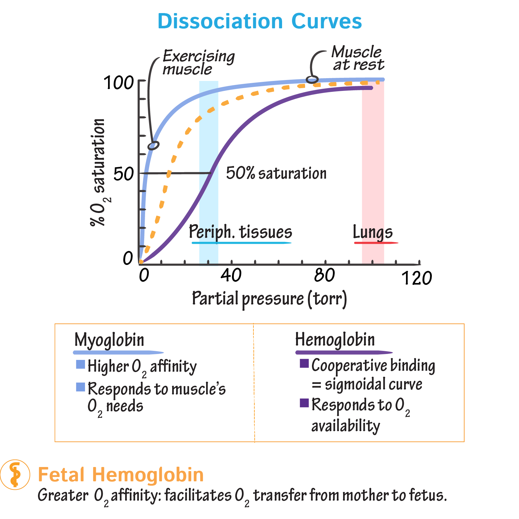 Oxygen Dissociation Curve