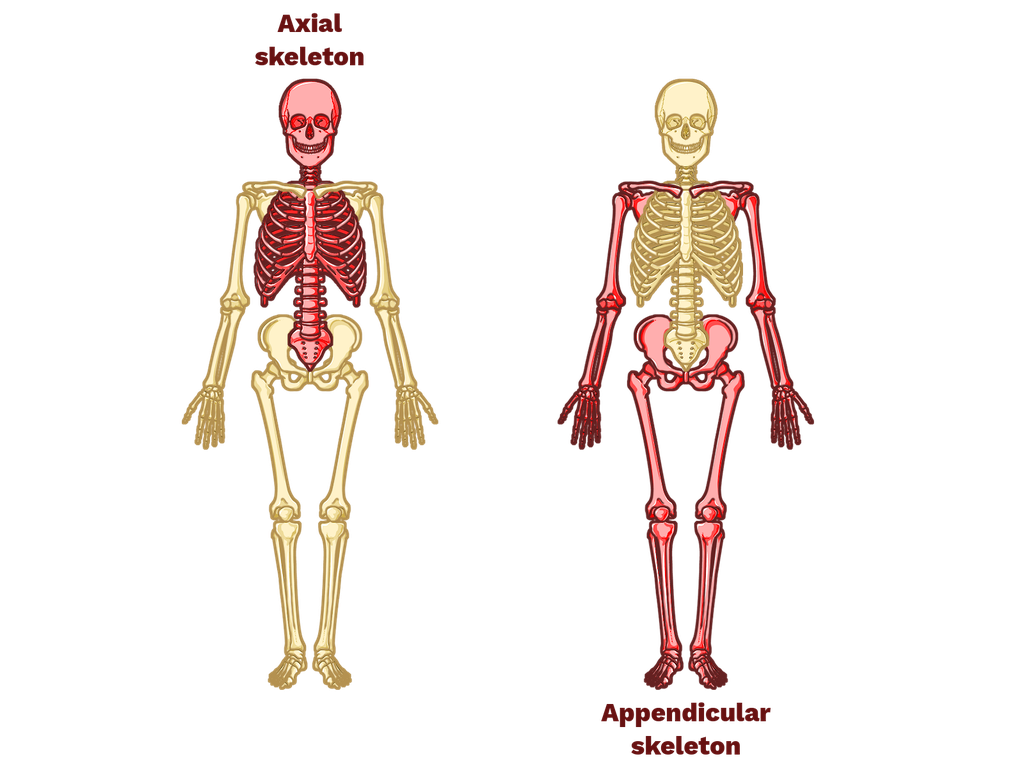 Human Skeleton