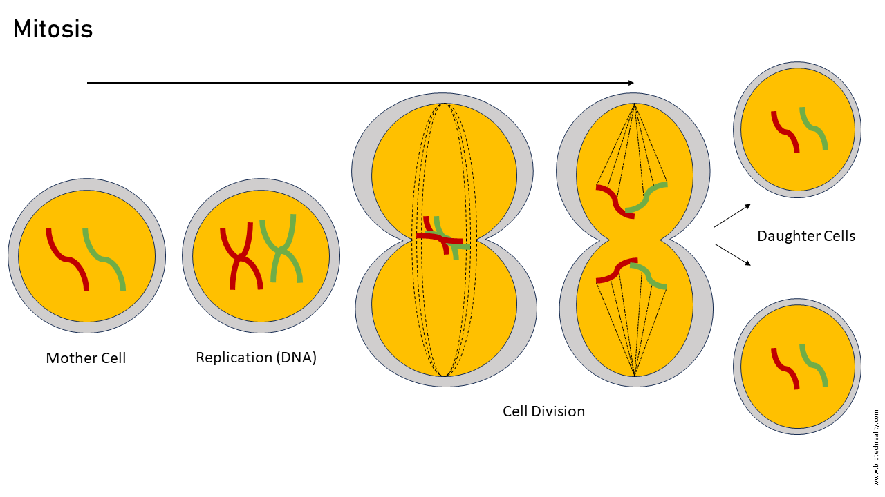 Cell Division Overview