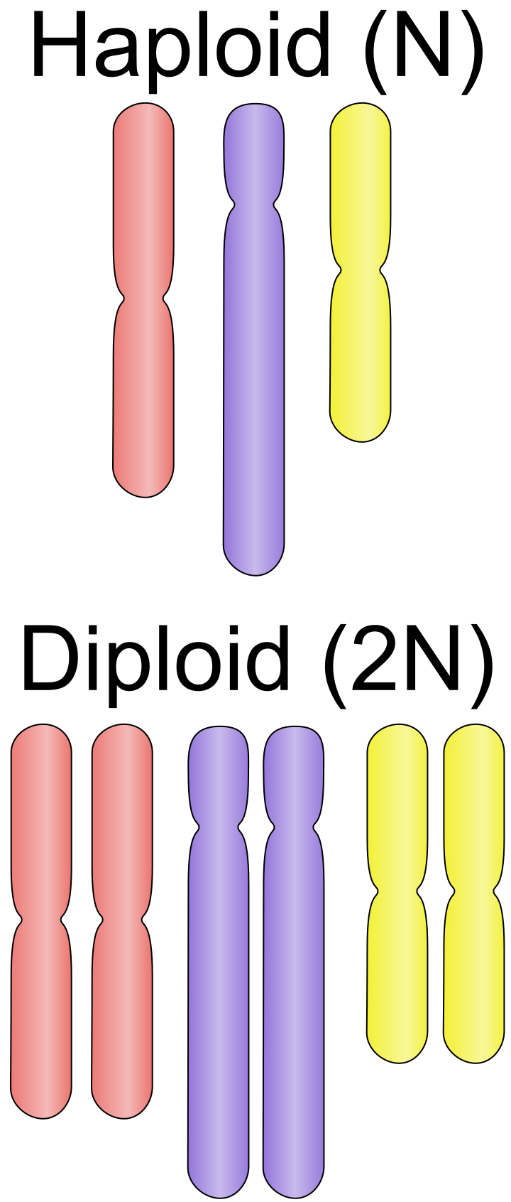 Meiosis Overview