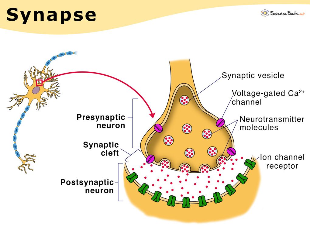 Synapse structure