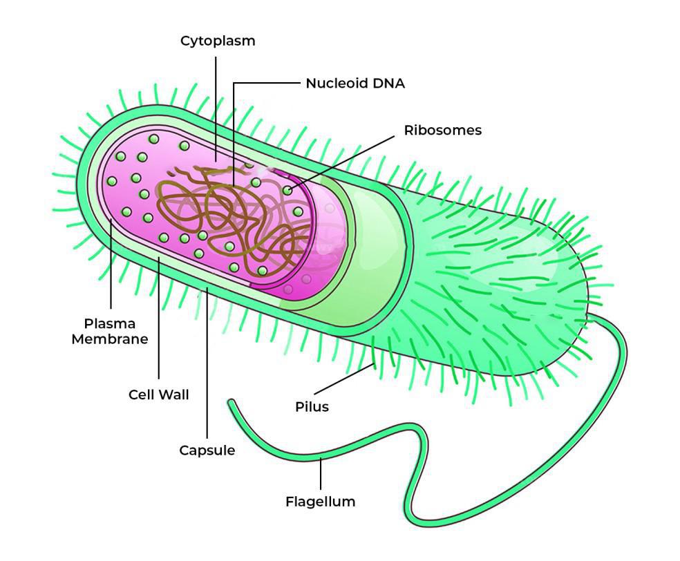 Prokaryotic Cell Structure