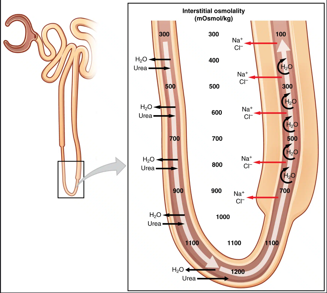 Loop of Henle location