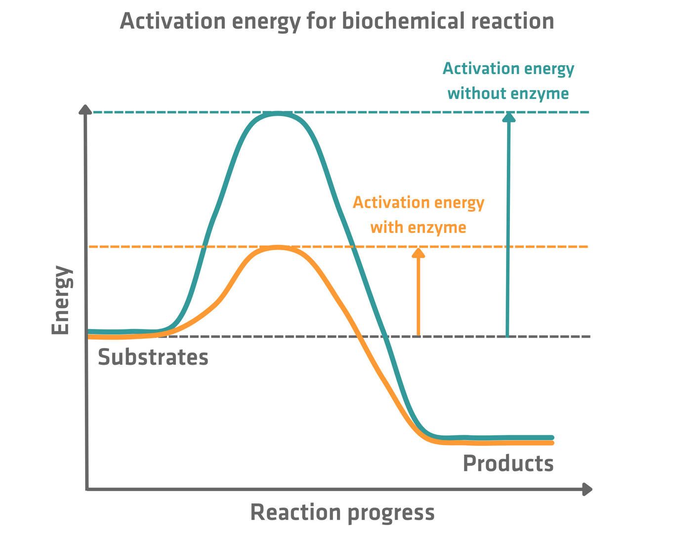 Enzyme activation energy