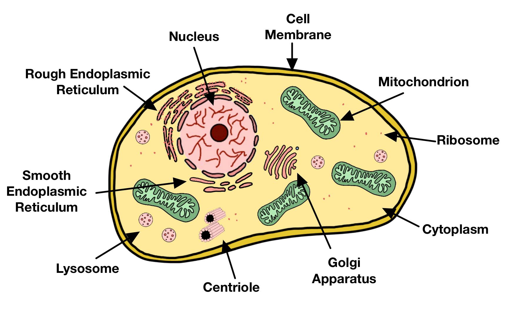 Eukaryotic Cell Structure