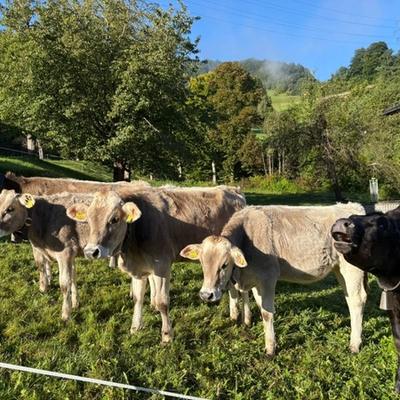 NOS 5CLZH1 & 5C4 À TSCHAGGUNS — photo 4