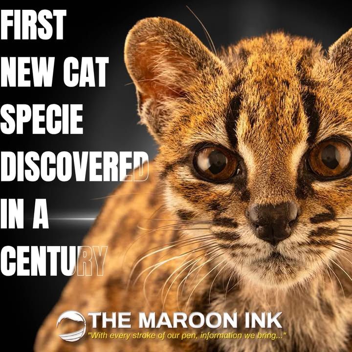 A New Wild Cat Species Discovered!