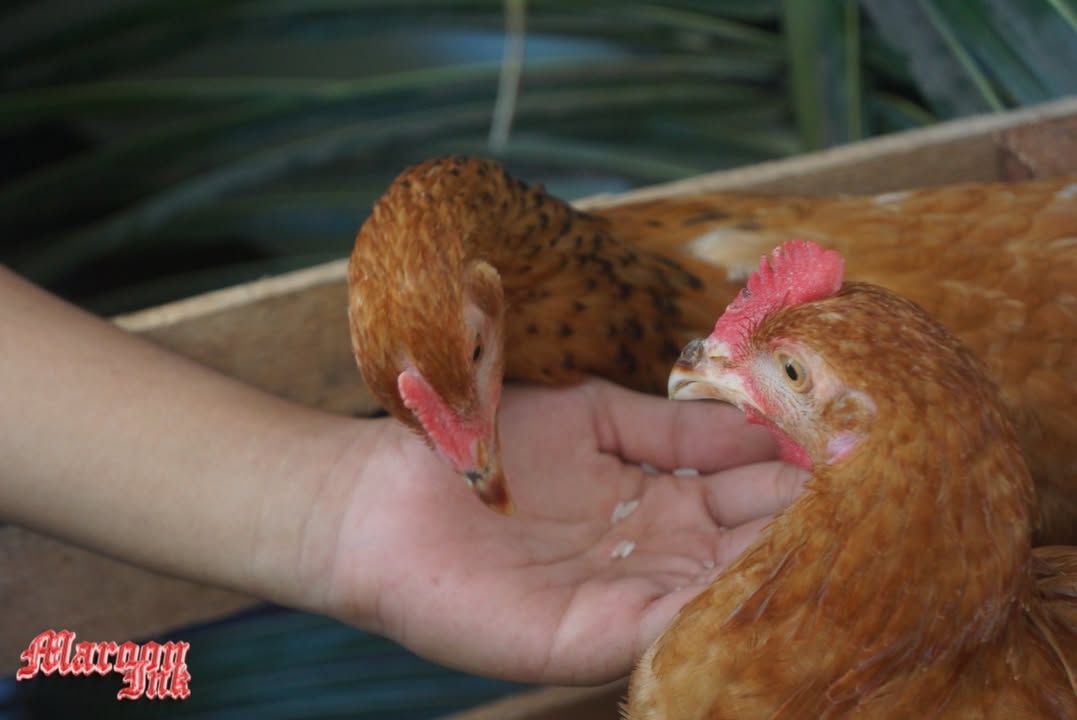 NUTRITION MONTH 2025 | On July 31, 2025, UM Ilang High School held the N...