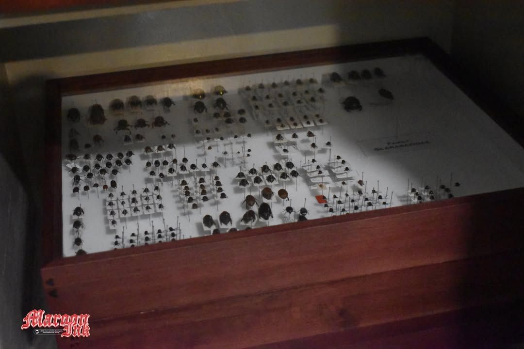 CAMPUS TOUR 2025 | UM Ilang Students Enjoy Exclusive Campus Tour at UM M...