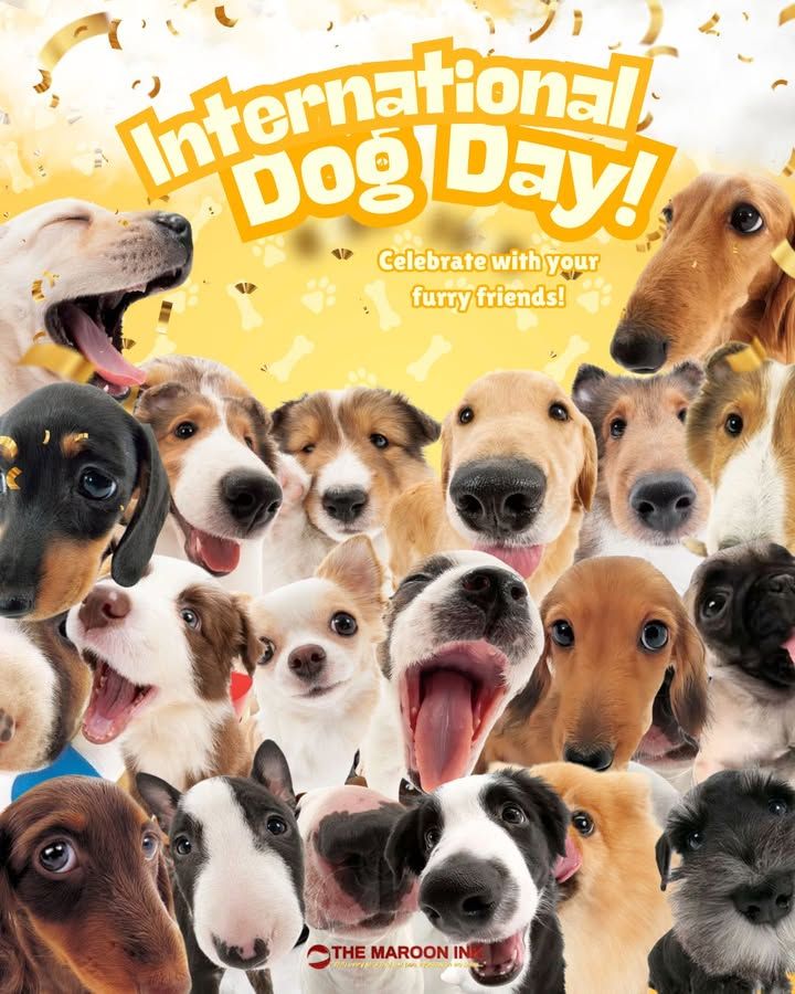 International Dog Day | Arf arf!! Meow meow!!