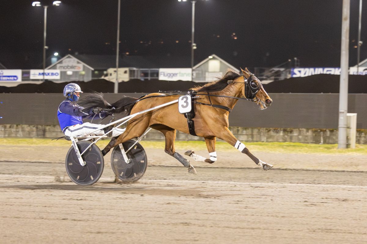 V75-aktuell i karrierens siste løp – sirkelen sluttes i Trondheim