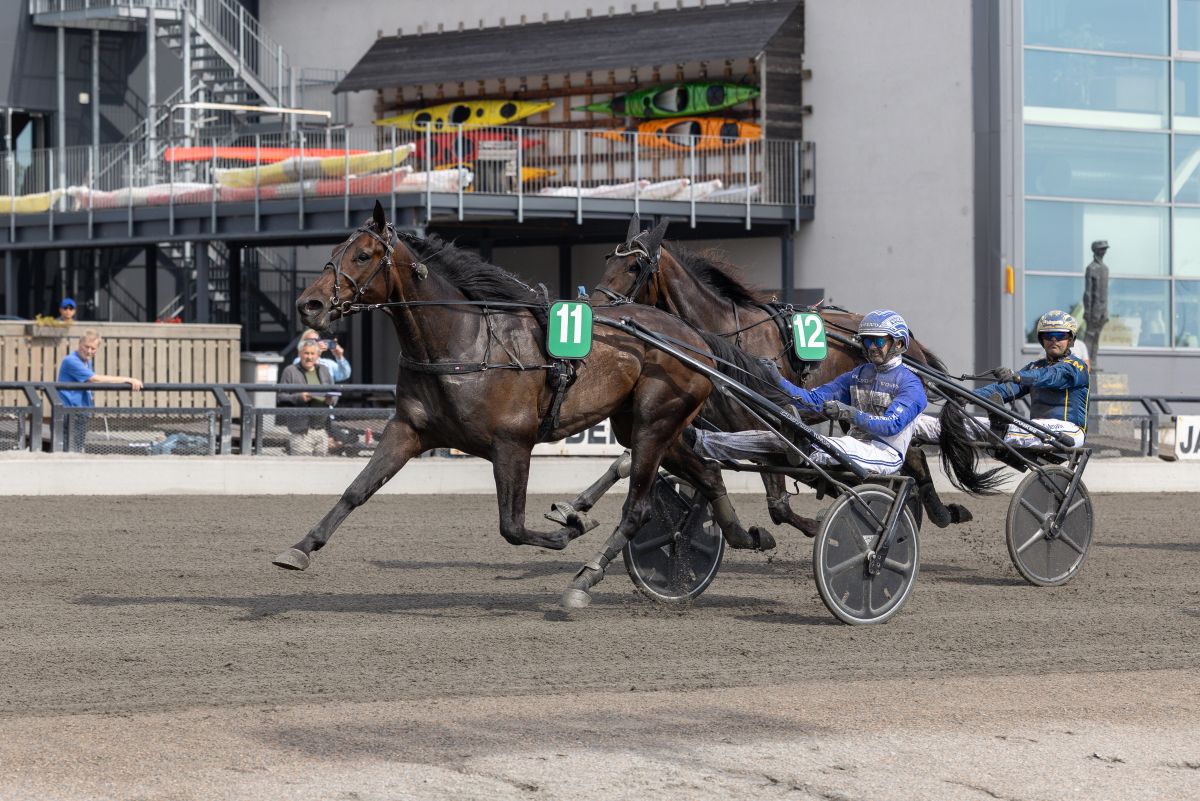 El Guerro S.B. med Vidar Hop i sulkyen på oppløpet på Jarlsberg
