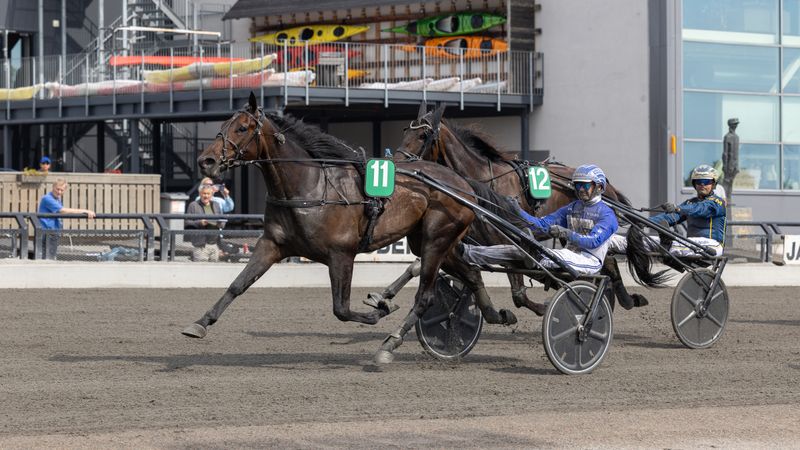 El Guerro S.B. med Vidar Hop i sulkyen på oppløpet på Jarlsberg