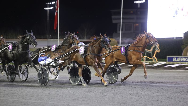 En duell mellom stallkompiser - Cool Hand sterkest