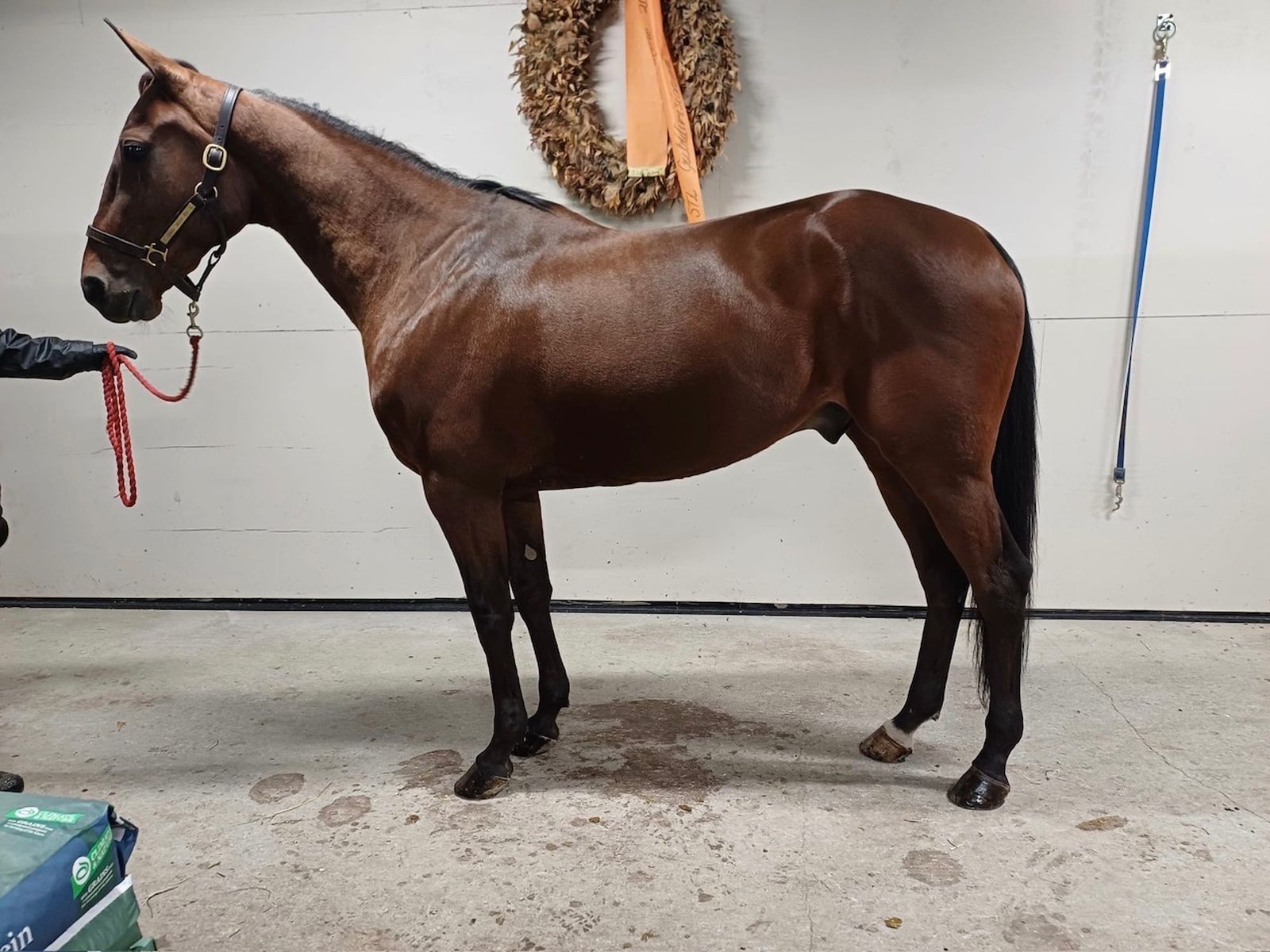Dear Wise As, ny hest i Stall Hamres regi