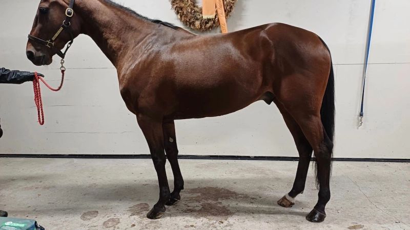 Dear Wise As, ny hest i Stall Hamres regi