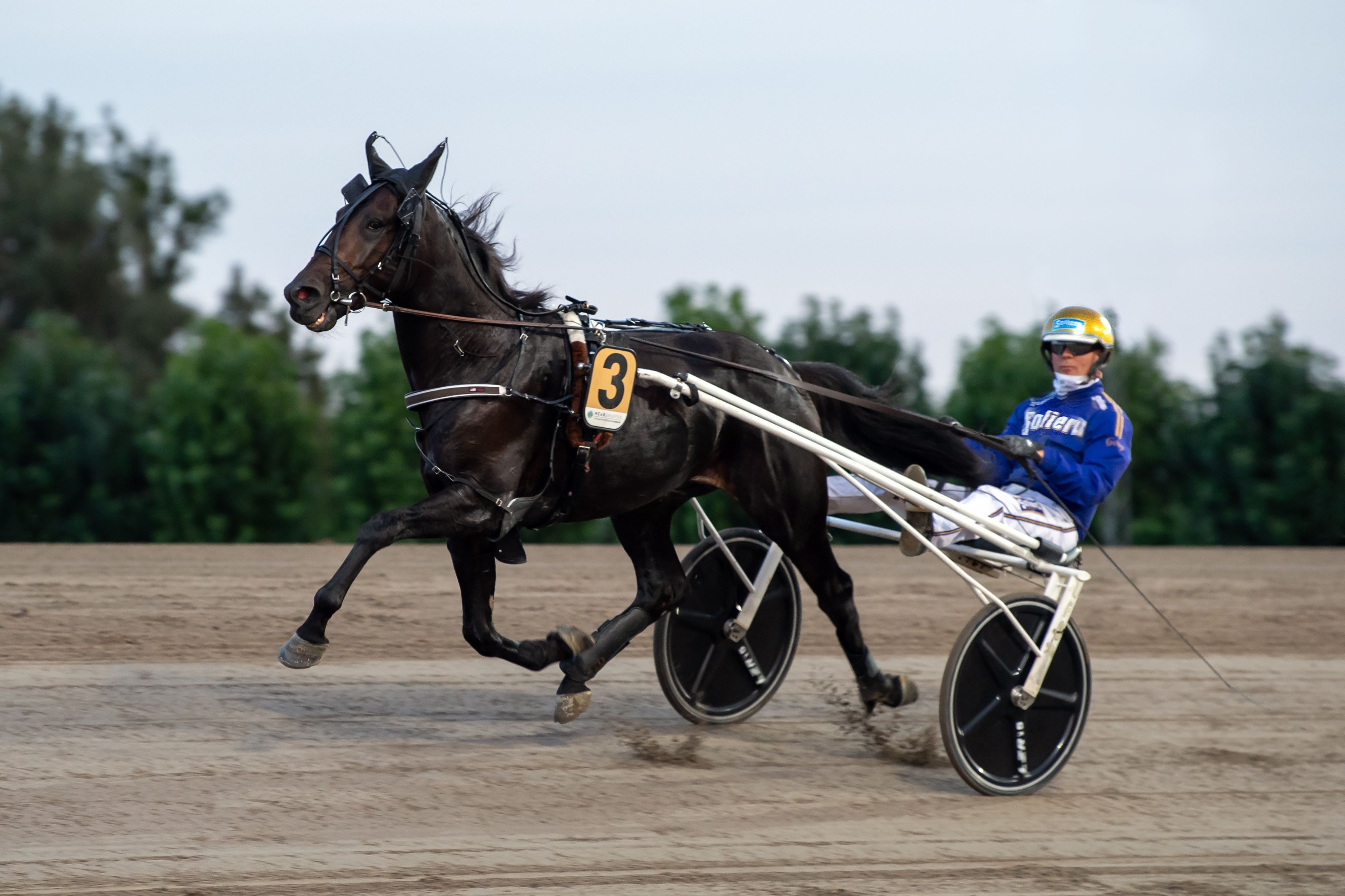 Travera-handel under Prix d’Amérique-helgen