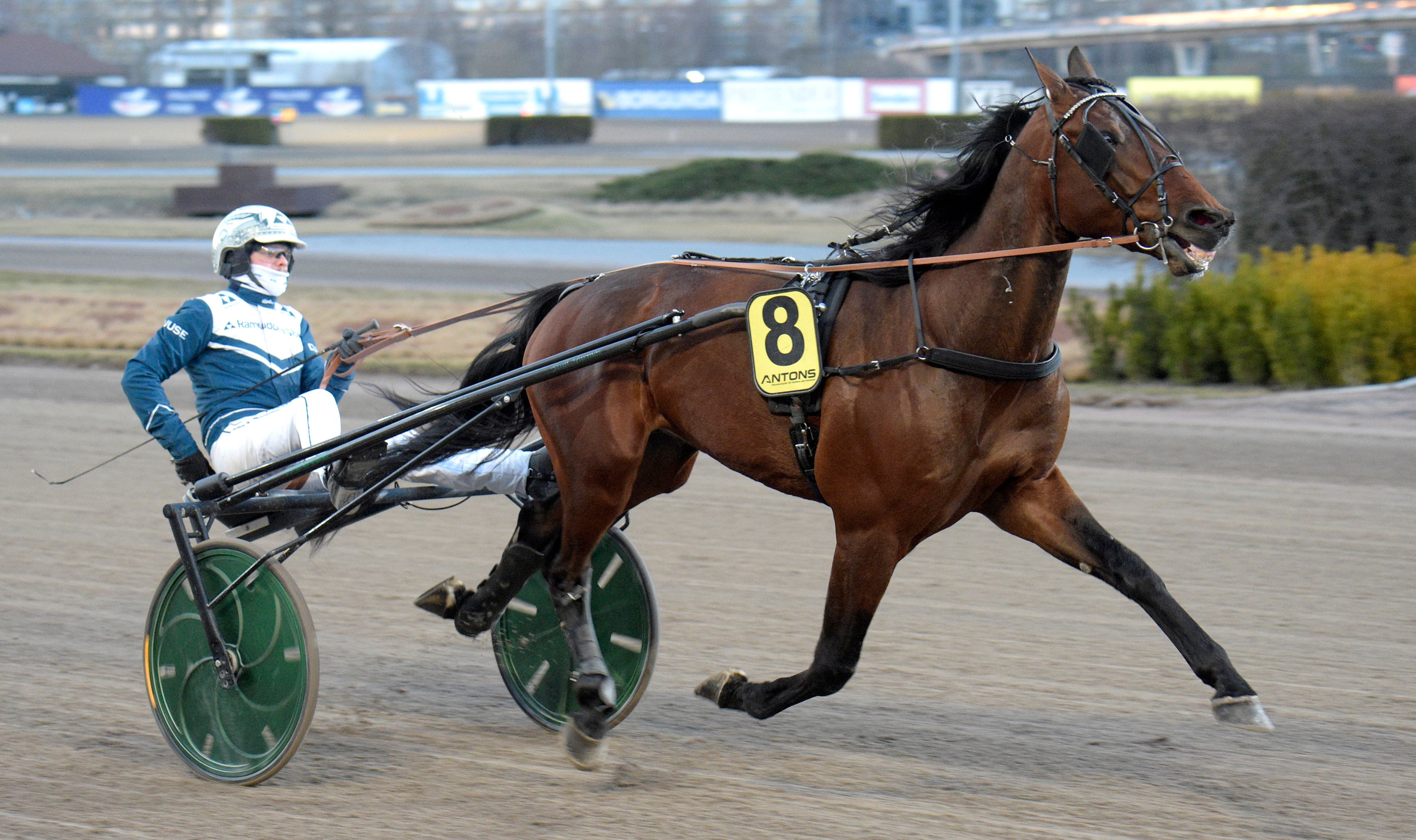 Kjøpt inn som andelshest – du kan bli med på laget
