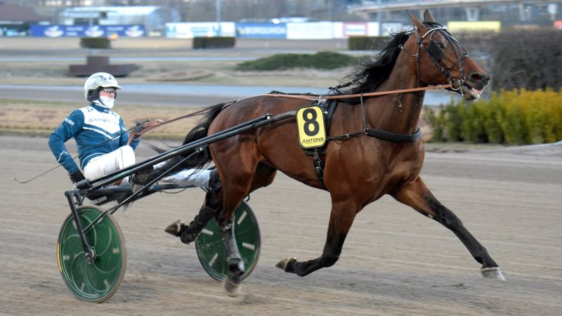 Kjøpt inn som andelshest – du kan bli med på laget
